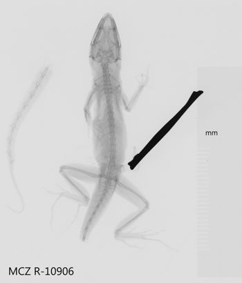 Media type: image;   Herpetology R-10906 Aspect: dorsoventral x-ray
